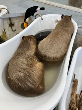 アニタッチみなとみらいに投稿された画像（2023/11/25）