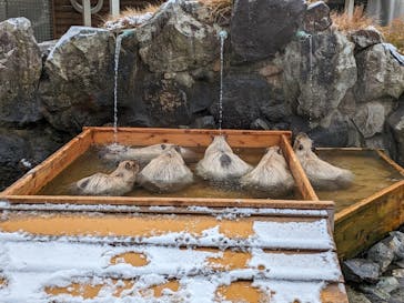 那須どうぶつ王国に投稿された画像（2023/11/25）