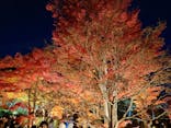 国営昭和記念公園 秋の夜散歩に投稿された画像（2023/11/25）