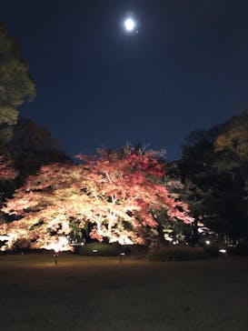 六義園に投稿された画像（2023/11/25）