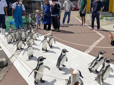 越前松島水族館に投稿された画像（2023/11/24）