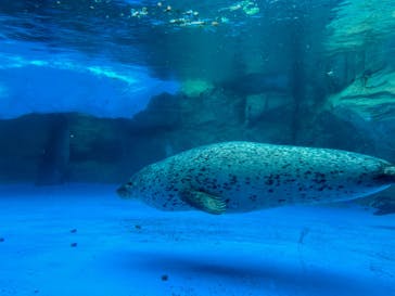 越前松島水族館に投稿された画像（2023/11/24）