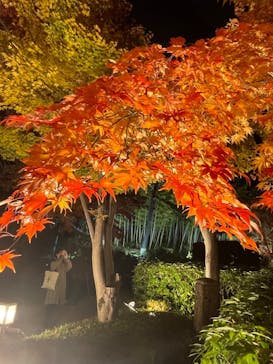 国営昭和記念公園 秋の夜散歩に投稿された画像（2023/11/25）