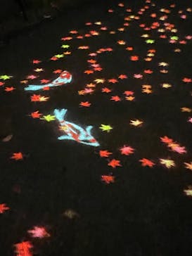 国営昭和記念公園 秋の夜散歩に投稿された画像（2023/11/25）