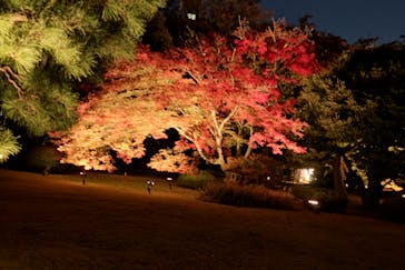 六義園に投稿された画像（2023/11/25）