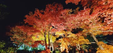 国営昭和記念公園 秋の夜散歩に投稿された画像（2023/11/25）