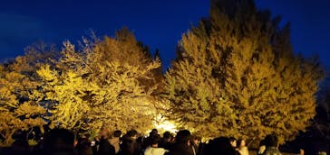 国営昭和記念公園 秋の夜散歩に投稿された画像（2023/11/25）