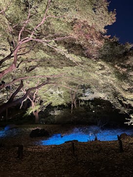 六義園に投稿された画像（2023/11/25）