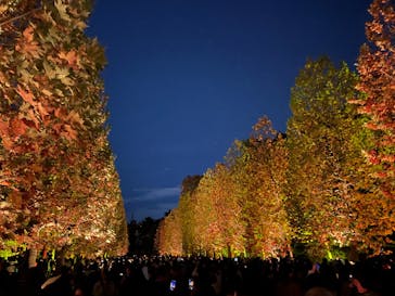 NAKED 紅葉の新宿御苑2023に投稿された画像（2023/11/25）