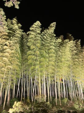 国営昭和記念公園 秋の夜散歩に投稿された画像（2023/11/25）