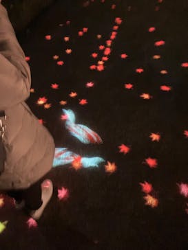 国営昭和記念公園 秋の夜散歩に投稿された画像（2023/11/25）