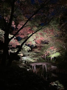 六義園に投稿された画像（2023/11/25）