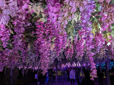 東京メガイルミに投稿された画像（2023/11/25）