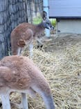 東武動物公園に投稿された画像（2023/11/25）