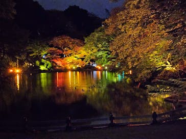 NAKED 紅葉の新宿御苑2023に投稿された画像（2023/11/25）