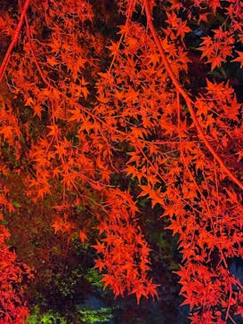 NAKED 紅葉の新宿御苑2023に投稿された画像（2023/11/25）