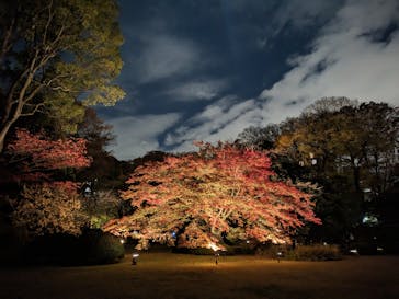 六義園に投稿された画像（2023/11/25）