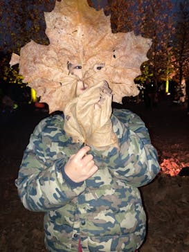 NAKED 紅葉の新宿御苑2023に投稿された画像（2023/11/25）