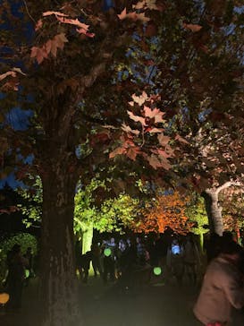 NAKED 紅葉の新宿御苑2023に投稿された画像（2023/11/25）