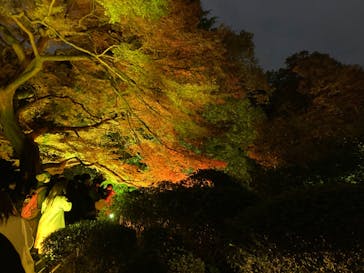 NAKED 紅葉の新宿御苑2023に投稿された画像（2023/11/25）