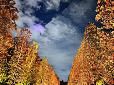 NAKED 紅葉の新宿御苑2023に投稿された画像（2023/11/25）