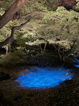 六義園に投稿された画像（2023/11/25）