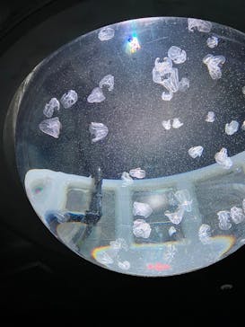 サンシャイン水族館に投稿された画像（2023/11/25）