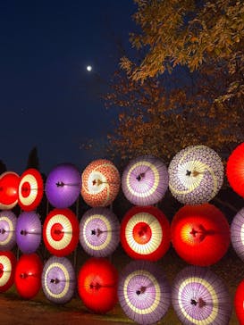 国営昭和記念公園 秋の夜散歩に投稿された画像（2023/11/25）