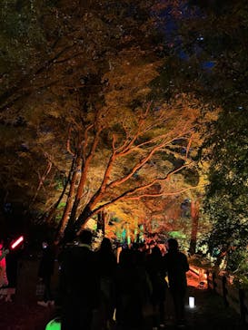 NAKED 紅葉の新宿御苑2023に投稿された画像（2023/11/25）