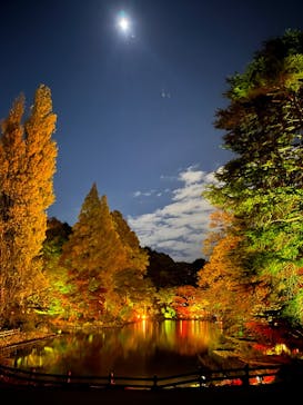 NAKED 紅葉の新宿御苑2023に投稿された画像（2023/11/25）