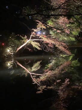 六義園に投稿された画像（2023/11/25）