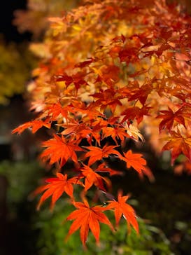 国営昭和記念公園 秋の夜散歩に投稿された画像（2023/11/25）