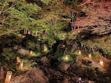 国営昭和記念公園 秋の夜散歩に投稿された画像（2023/11/25）