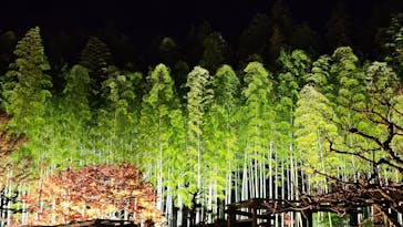 国営昭和記念公園 秋の夜散歩に投稿された画像（2023/11/25）