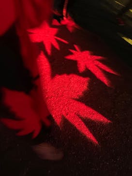 NAKED 紅葉の新宿御苑2023に投稿された画像（2023/11/25）