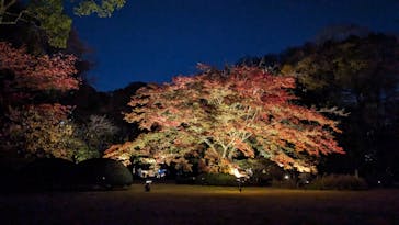 六義園に投稿された画像（2023/11/25）