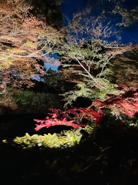 六義園に投稿された画像（2023/11/25）