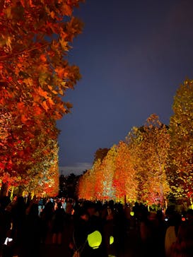 NAKED 紅葉の新宿御苑2023に投稿された画像（2023/11/25）