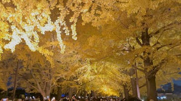 国営昭和記念公園 秋の夜散歩に投稿された画像（2023/11/25）