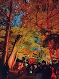 NAKED 紅葉の新宿御苑2023に投稿された画像（2023/11/26）