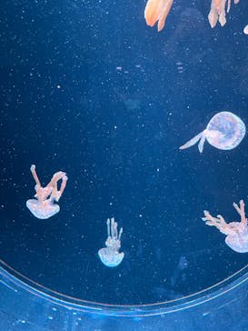 AOAO SAPPOROに投稿された画像（2023/11/25）