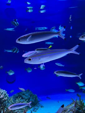 新江ノ島水族館に投稿された画像（2023/11/26）