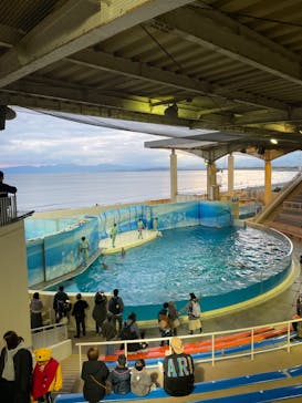 新江ノ島水族館に投稿された画像（2023/11/26）