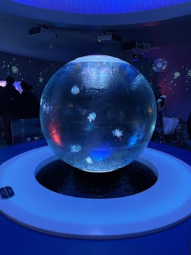 新江ノ島水族館に投稿された画像（2023/11/26）