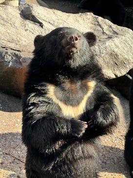 奥飛騨クマ牧場に投稿された画像（2023/11/26）