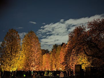 NAKED 紅葉の新宿御苑2023に投稿された画像（2023/11/26）