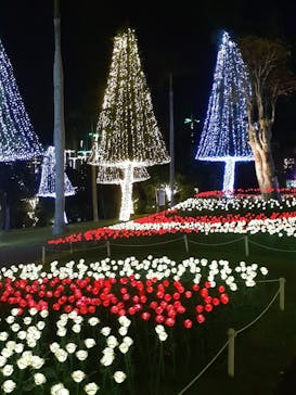 美らヤシパークオキナワ・東南植物楽園に投稿された画像（2023/11/26）