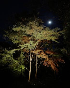 六義園に投稿された画像（2023/11/26）