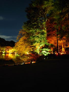 NAKED 紅葉の新宿御苑2023に投稿された画像（2023/11/26）