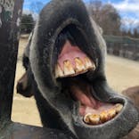 那須サファリパークに投稿された画像（2023/11/26）